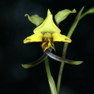 Diuris nigromontana at Aranda, ACT - suppressed