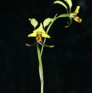 Diuris nigromontana at Aranda, ACT - 9 Oct 2021