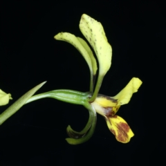 Diuris nigromontana at Aranda, ACT - 9 Oct 2021