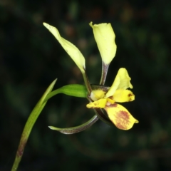 Diuris nigromontana at Aranda, ACT - 9 Oct 2021