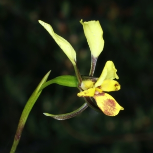 Diuris nigromontana at Aranda, ACT - suppressed