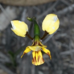 Diuris semilunulata (Late Leopard Orchid) at Aranda, ACT - 9 Oct 2021 by jb2602