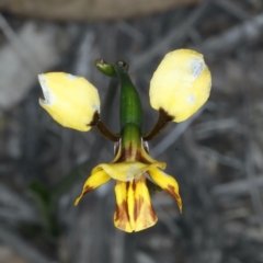 Diuris semilunulata (Late Leopard Orchid) at Black Mountain - 9 Oct 2021 by jb2602