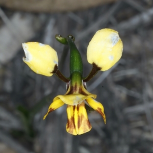 Diuris semilunulata at Aranda, ACT - 9 Oct 2021