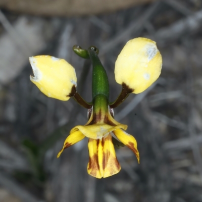 Diuris semilunulata (Late Leopard Orchid) at Aranda, ACT - 9 Oct 2021 by jb2602
