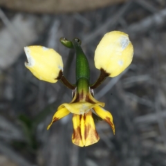 Diuris semilunulata (Late Leopard Orchid) at Aranda, ACT - 9 Oct 2021 by jbromilow50