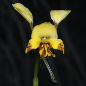 Diuris semilunulata at Aranda, ACT - 9 Oct 2021