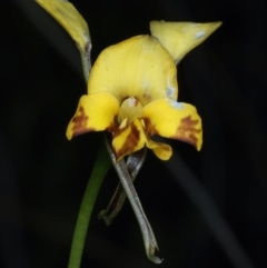 Diuris semilunulata at Aranda, ACT - 9 Oct 2021