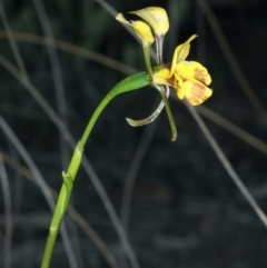 Diuris semilunulata at Aranda, ACT - 9 Oct 2021