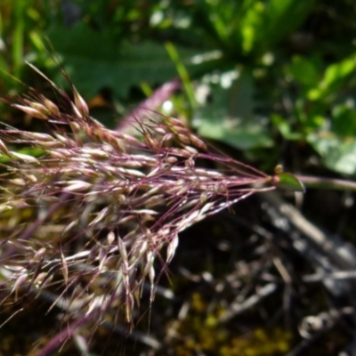 Pentaschistis airoides (False Hairgrass) at Queanbeyan West, NSW - 10 Oct 2021 by Paul4K