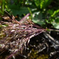 Pentaschistis airoides (False Hairgrass) at Bicentennial Park Queanbeyan - 9 Oct 2021 by Paul4K