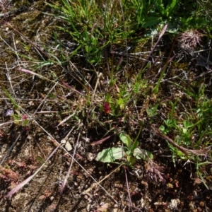 Pentaschistis airoides at Queanbeyan West, NSW - 10 Oct 2021