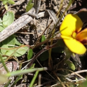 Bossiaea sp. at Coree, ACT - 9 Oct 2021 12:59 PM