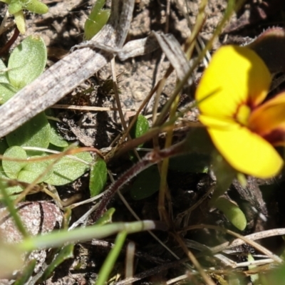 Bossiaea sp. at Coree, ACT - 9 Oct 2021 by Sarah2019