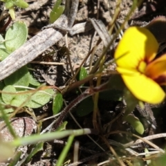 Bossiaea sp. at Coree, ACT - 9 Oct 2021 by Sarah2019