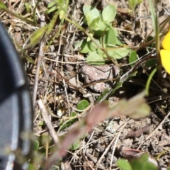 Bossiaea sp. at Coree, ACT - 9 Oct 2021