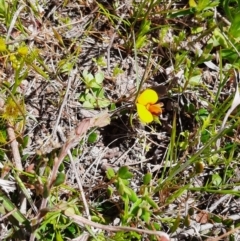 Bossiaea sp. at Coree, ACT - 9 Oct 2021 12:59 PM