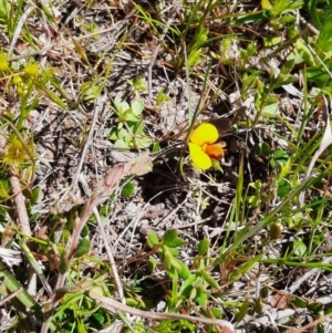 Bossiaea sp. at Coree, ACT - 9 Oct 2021 12:59 PM