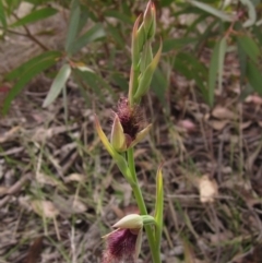 Calochilus platychilus (Purple beard orchid) at Latham, ACT - 9 Oct 2021 by pinnaCLE