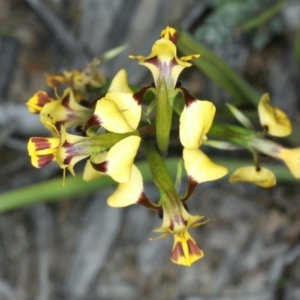 Diuris nigromontana at Watson, ACT - suppressed