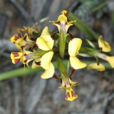 Diuris nigromontana (Black Mountain Leopard Orchid) at Black Mountain - 9 Oct 2021 by jb2602