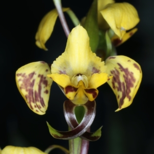 Diuris nigromontana at Watson, ACT - suppressed