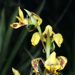 Diuris nigromontana at Watson, ACT - suppressed