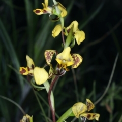 Diuris nigromontana at Watson, ACT - suppressed