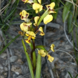 Diuris nigromontana at Watson, ACT - suppressed