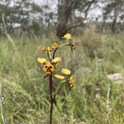 Diuris pardina (Leopard Doubletail) at Bungendore, NSW - 10 Oct 2021 by yellowboxwoodland