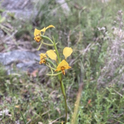Diuris pardina (Leopard Doubletail) at Bungendore, NSW - 10 Oct 2021 by yellowboxwoodland