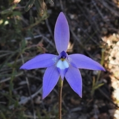 Glossodia major (Wax Lip Orchid) at Tennent, ACT - 9 Oct 2021 by JohnBundock