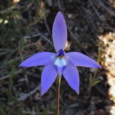 Glossodia major (Wax Lip Orchid) at Namadgi National Park - 9 Oct 2021 by JohnBundock