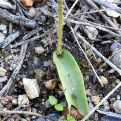 Glossodia major at Tennent, ACT - 9 Oct 2021