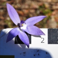 Glossodia major at Tennent, ACT - suppressed