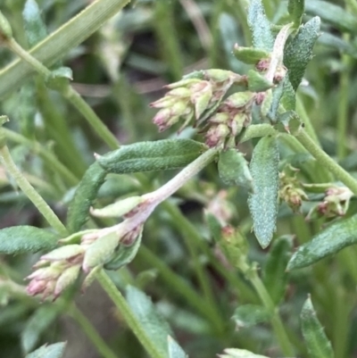 Gonocarpus tetragynus (Common Raspwort) at Bungendore, NSW - 10 Oct 2021 by yellowboxwoodland