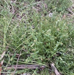 Gonocarpus tetragynus at Bungendore, NSW - 10 Oct 2021 03:33 PM