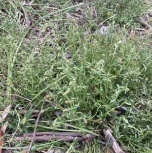 Gonocarpus tetragynus at Bungendore, NSW - 10 Oct 2021 03:33 PM