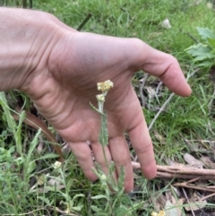 Pseudognaphalium luteoalbum (Jersey Cudweed) at Bungendore, NSW - 10 Oct 2021 by yellowboxwoodland