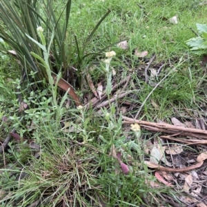 Pseudognaphalium luteoalbum at Bungendore, NSW - 10 Oct 2021