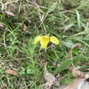 Diuris chryseopsis at Bungendore, NSW - suppressed