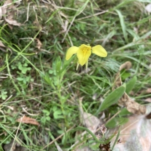 Diuris chryseopsis at Bungendore, NSW - 10 Oct 2021