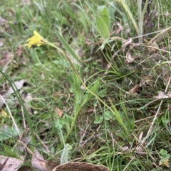 Diuris chryseopsis at Bungendore, NSW - suppressed