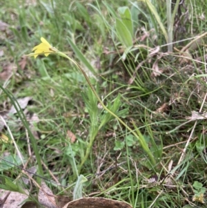 Diuris chryseopsis at Bungendore, NSW - 10 Oct 2021