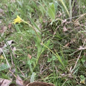 Diuris chryseopsis at Bungendore, NSW - suppressed