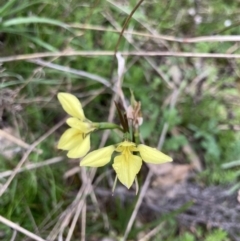 Diuris chryseopsis (Golden Moth) at Bungendore, NSW - 10 Oct 2021 by yellowboxwoodland