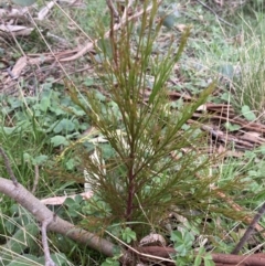 Exocarpos cupressiformis (Cherry Ballart) at Bungendore, NSW - 10 Oct 2021 by yellowboxwoodland