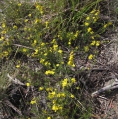 Hibbertia sp. (Guinea Flower) at Latham, ACT - 9 Oct 2021 by pinnaCLE