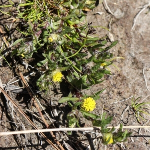 Triptilodiscus pygmaeus at Coree, ACT - 9 Oct 2021