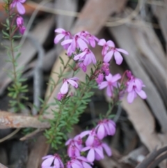 Tetratheca bauerifolia (Heath pink-bells) at Lake George, NSW - 10 Oct 2021 by MPennay